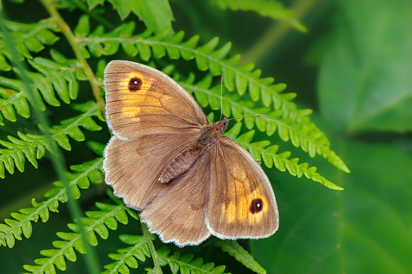 Meadow Brown - Maniola jurtina, Monkwood, July 2022