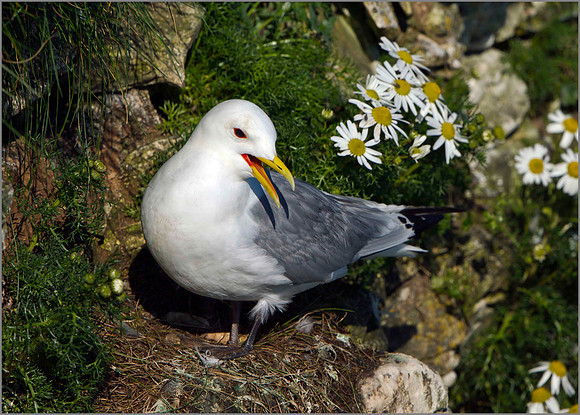 Kittiwake (Rissa tridactyla), Bempton Cliffs, June 2014
