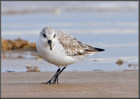 Sanderling, Norfolk, April 2012