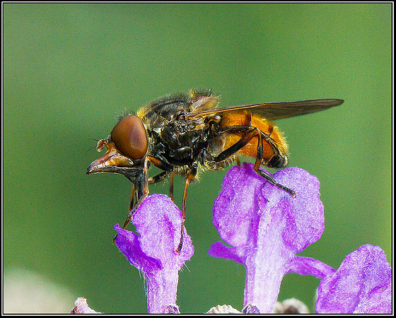 Hover Fly, Bromsgrove, 25 August 2011