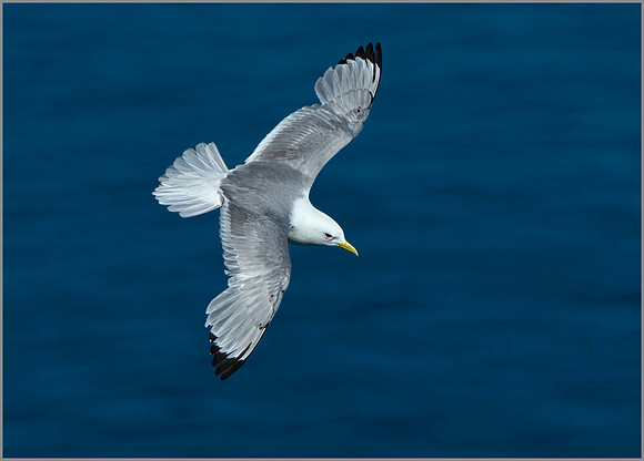 Kittiwake (Rissa tridactyla), Bempton Cliffs, June 2014 w4