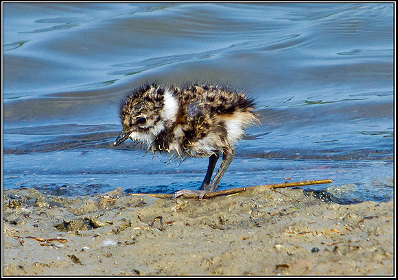 Lapwing Chick, Upton Warren Flashes, 30 April 2011