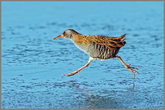 Water Rail (Rallus aquaticus), Upton Warren, December 2014