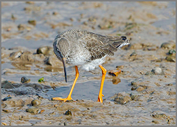 Redshank (Tringa totanus), Norfolk, September 2014