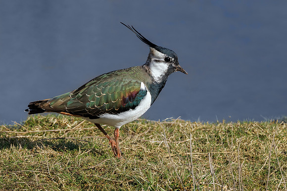Northern Lapwing - Vanellus vanellus, Upton Warren NR, March 2022