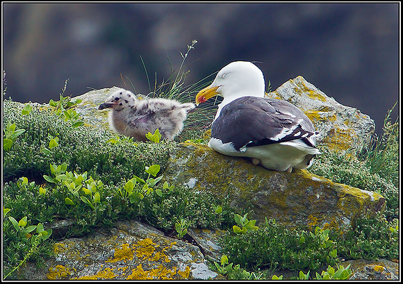Great Black-backed Gull with Chick, Anglesey, June 2012