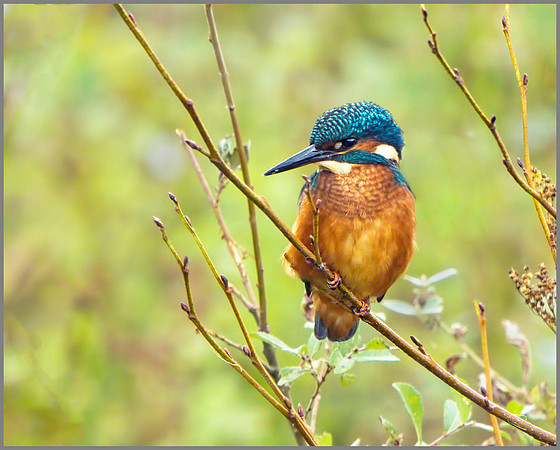 Kingfisher (Alcedo atthis), Upton Warren, October 2013