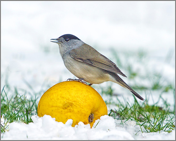 Blackcap, Garden, 05 February 2012