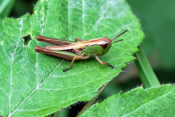 Meadow Grasshopper - Chorthippus parallelus, Monkwood, July 2022