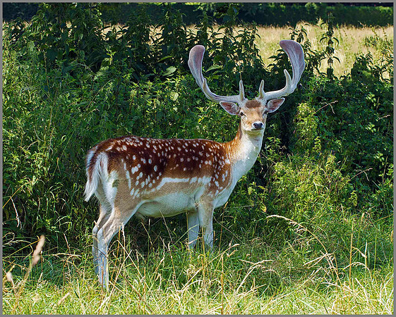 Buck Fallow Deer (Dama dama), Warwickshire, July 2014