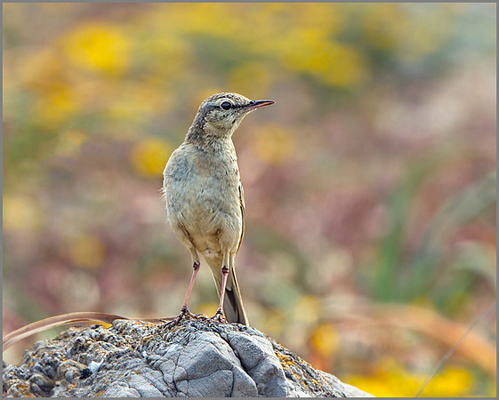 Tawny Pipit (Anthus campestris), Mallorca, May 2014