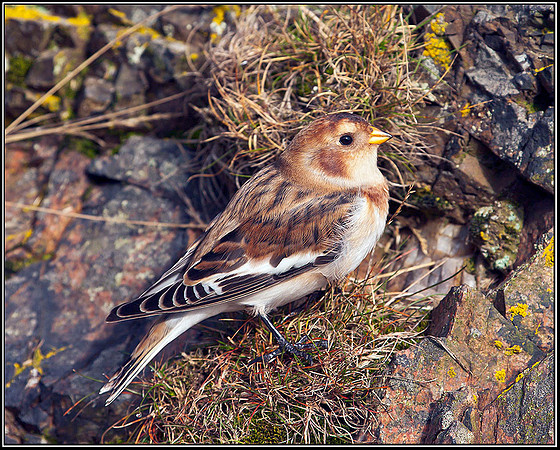 Snow Bunting, Malvern Hills, 24 September 2009