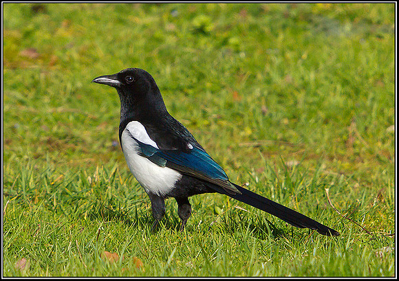 Magpie, Bromsgrove, 24 February 2012