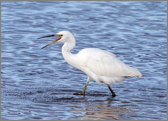Little Egret (Egretta garzetta), Upton Warren, October 2014