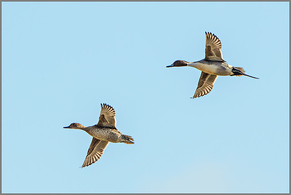 Duck and Drake Northern Pintail (Anas acuta).