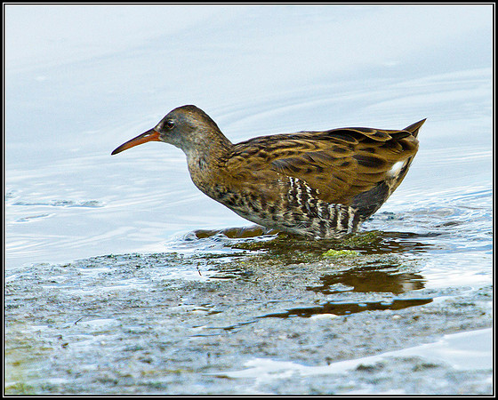 Juvenile Water Rail, Upton Warren Moors, 30 July 2011