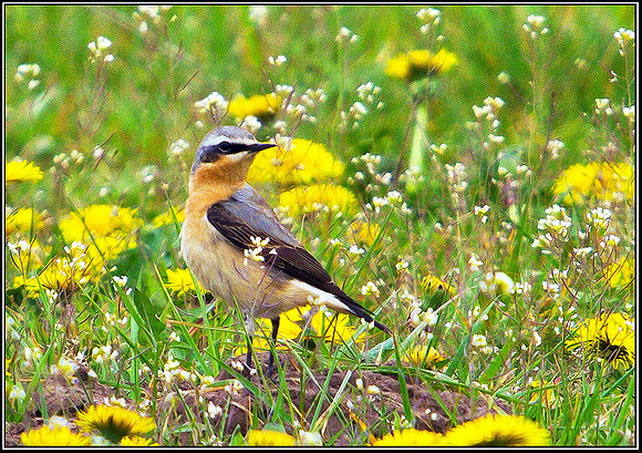 Wheatear, Shenstone, 15 April 2011
