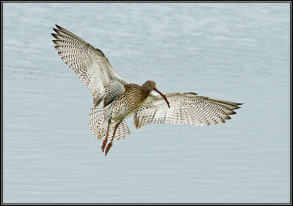 Curlew, Upton Warren Flashes, February 2011