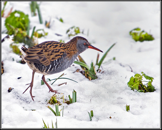 Water Rail, Upton Warren Moors, 11 January 2010