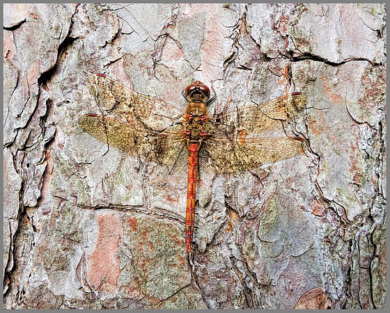 Male Common Darter (Sympetrum striolatum), Chaddesley Wood, October 2013