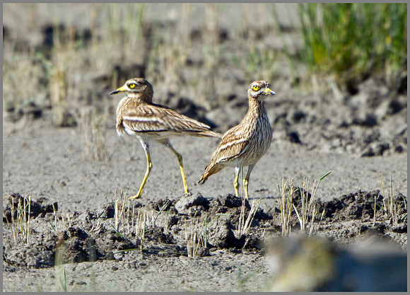 Stone Curlews (Burhinus oedicnemus), Mallorca, May 2014