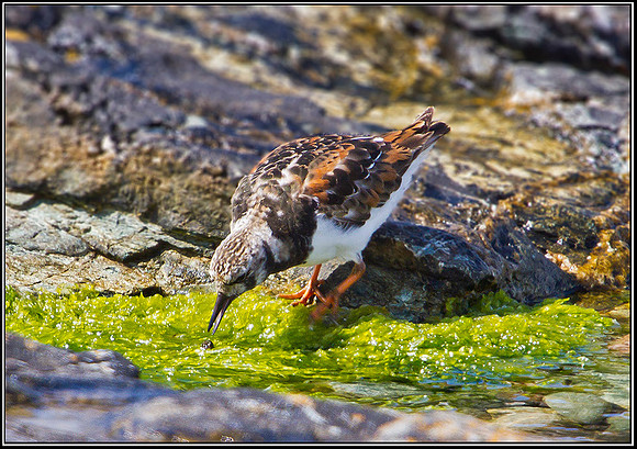 Turnstone, Anglesey, 06 July 2011