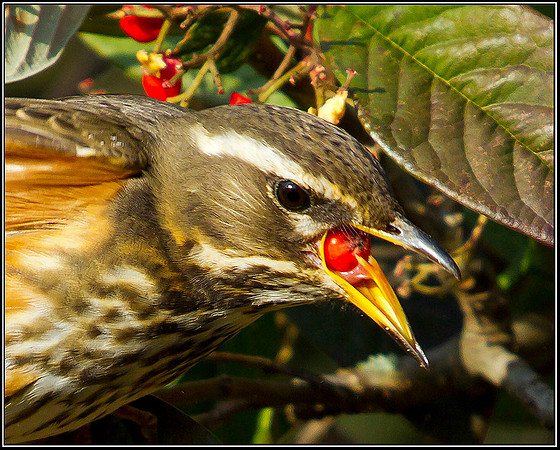 Redwing, Garden, 02 February 2012