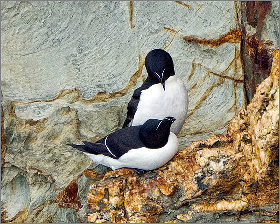 Razorbills (Alca torda), Anglesey, April 2014