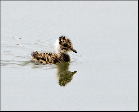 Lapwing Chick, Upton Warren Moors, 01 September 2009