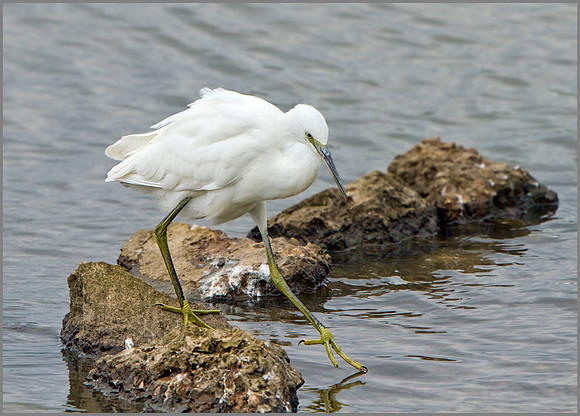 Little Egret (Egretta garzetta), Upton Warren NR, August 2014