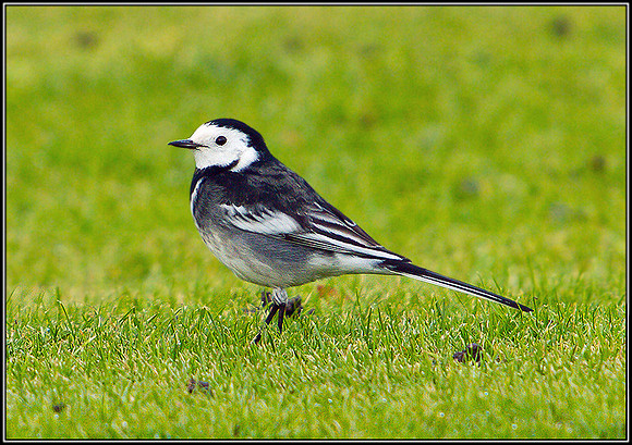 Pied Wagtail, Bromsgrove, 10 November 2010