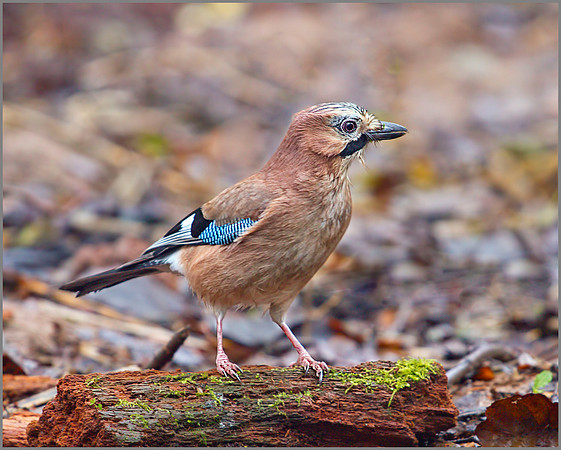 Jay, Warwickshire, December 2009