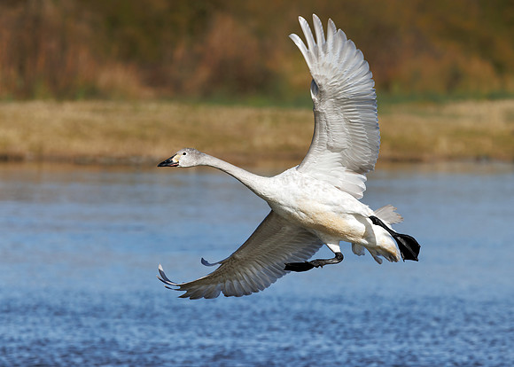 Bewick's Swan - Cygnus columbianus bewickii, Slimbridge WWT, February 2022