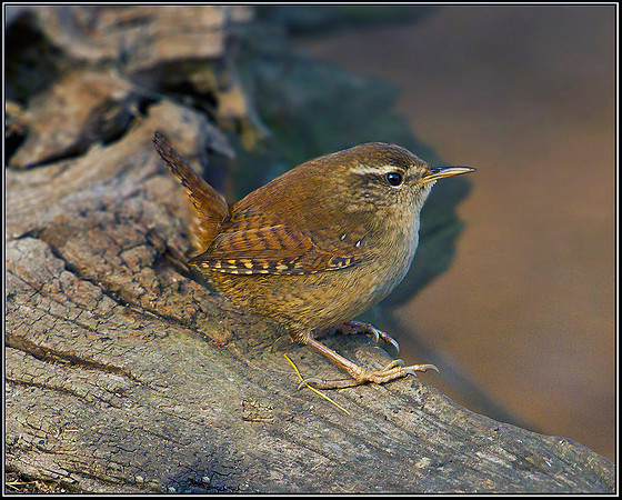 Wren, Warwickshire, 09 December 2011