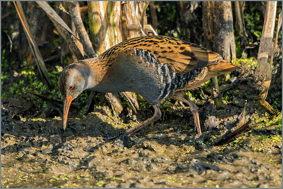 Water Rail (Rallus aquaticus), Upton Warren NR, October 2016