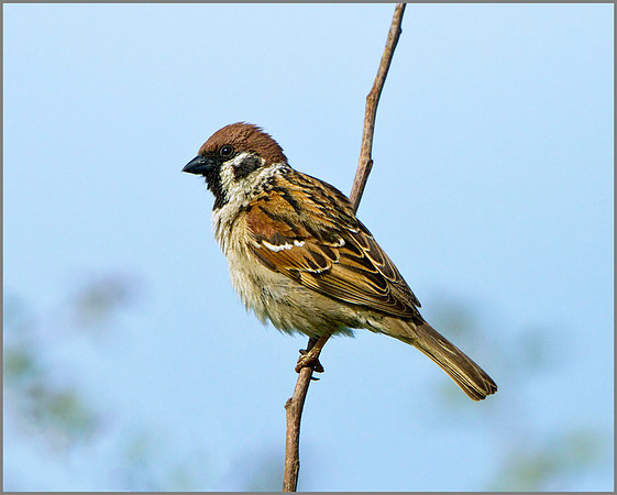 Tree Sparrow (Passer montanus), Bempton Cliffs, June 2014