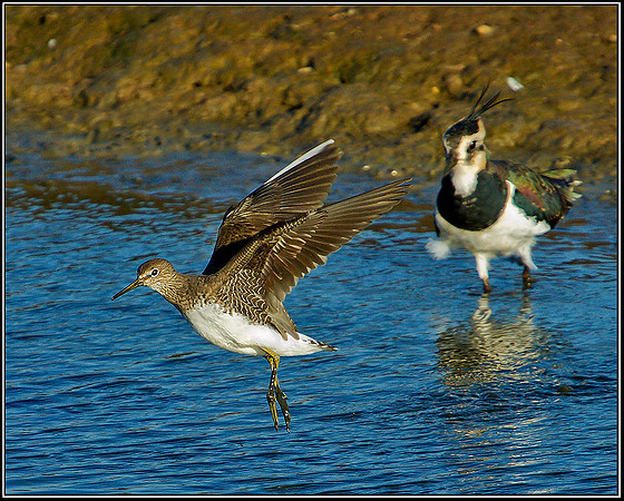 Green Sandpiper, Upton Warren Flashes, 11 October 2010