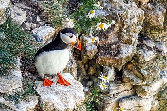 Atlantic Puffin - Fratercula arctica, Yorkshire, June 2022