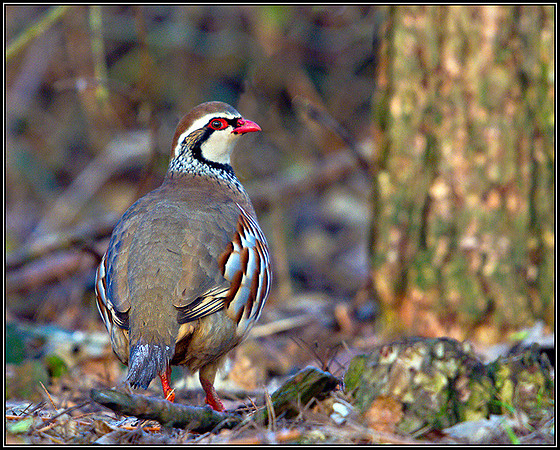 Red-legged Partridge, Warwickshire, January 2011