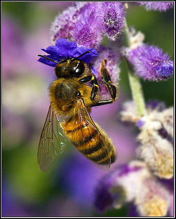 Honey Bee, Bromsgrove, 01 September 2011