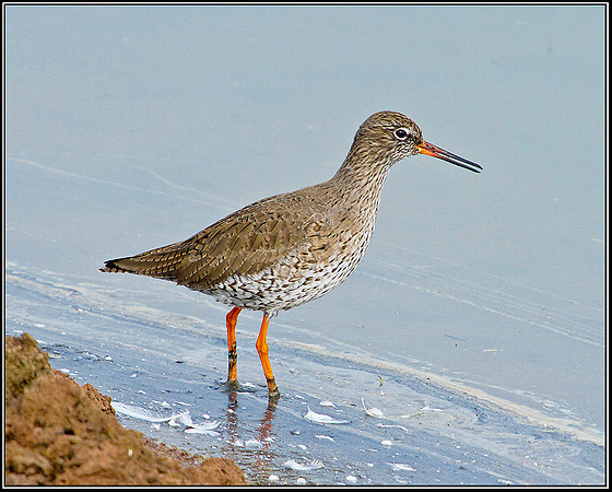 Redshank, Upton Warren Flashes, 02 March 2012