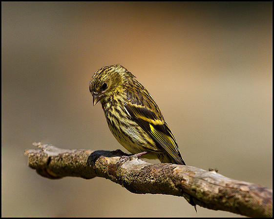 Siskin, Powys, Wales, June 2010
