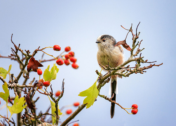 Long-tailed Tit - Aegithalos caudatus, Upton Warren Moors, August 2022