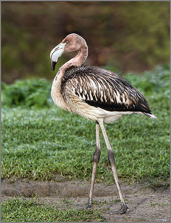 juvenile Flamingo (Phoenicopterus ruber ruber), Slimbridge WWT, November 2014