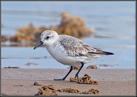 Sanderling, Norfolk, April 2012
