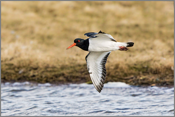 Eurasian Oystercatcher (Haematopus ostralegus).