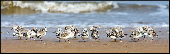 Sanderlings, Titchwell, April 2009