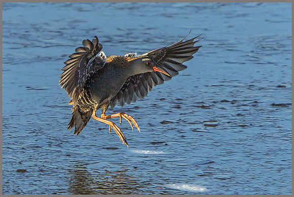 Water Rail (Rallus aquaticus), Upton Warren, December 2014