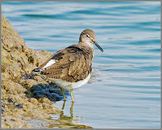 Grren Sandpiper (Tringa ochropus), Upton Warren, September 2014