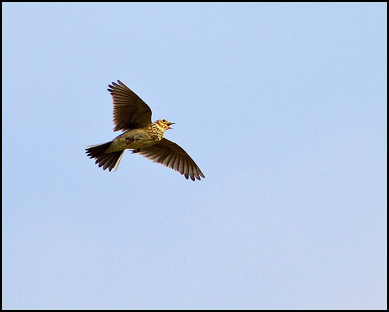 Skylark, Shenstone, 25 March 2010